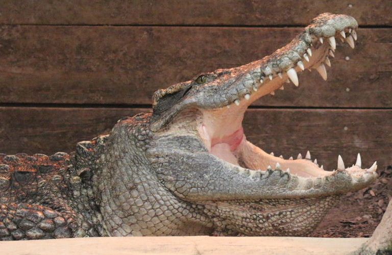Siamese Crocodile
