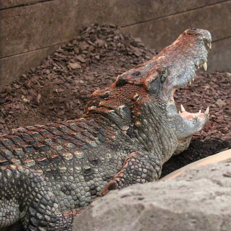 Siamese Crocodile