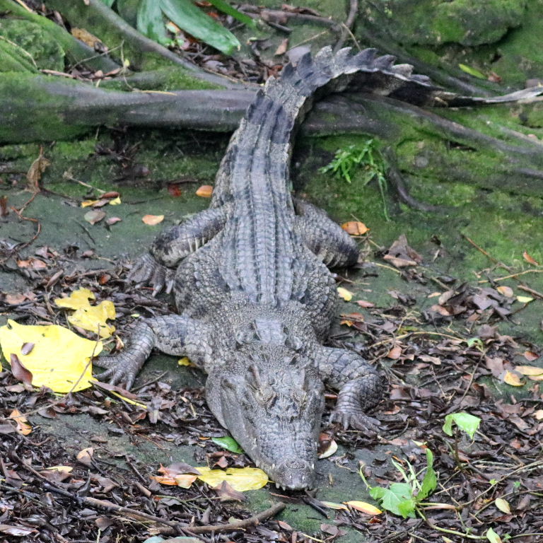 Siamese Crocodile