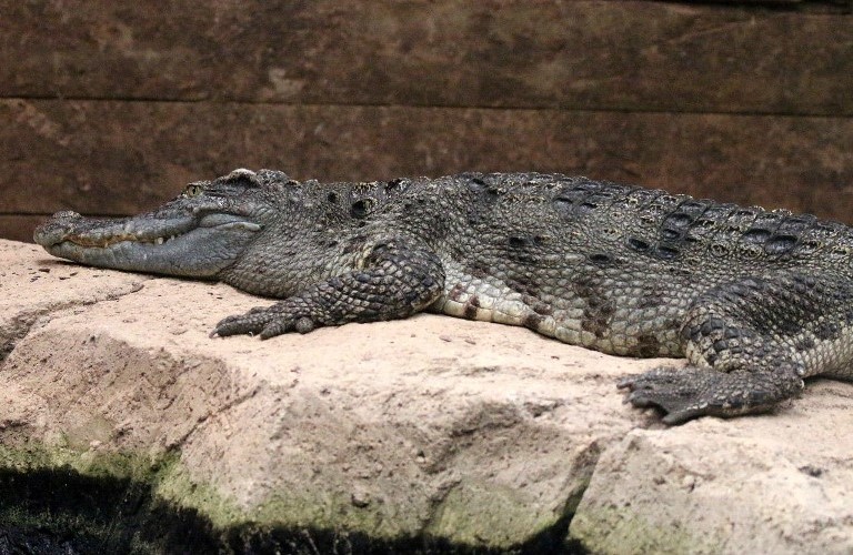 Siamese Crocodile