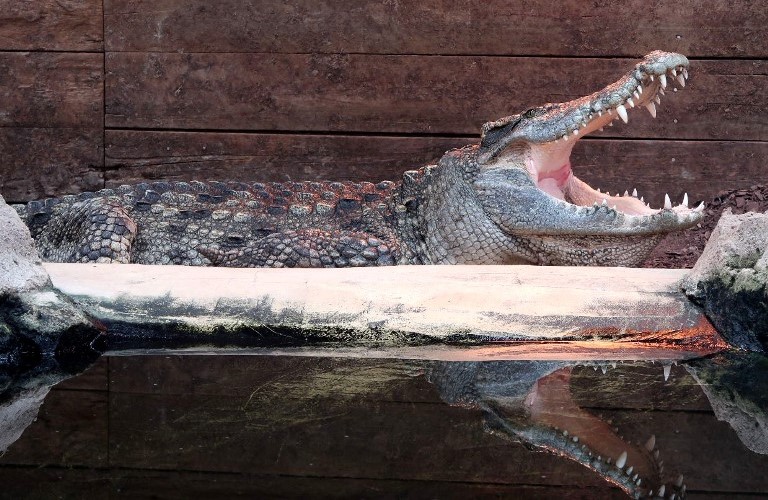 Siamese Crocodile
