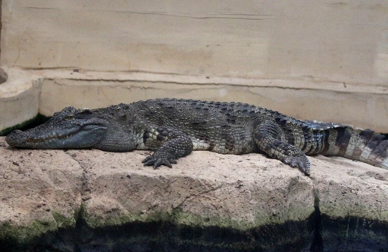 Siamese Crocodile