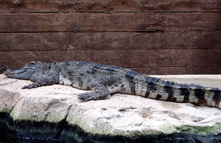 Siamese Crocodile