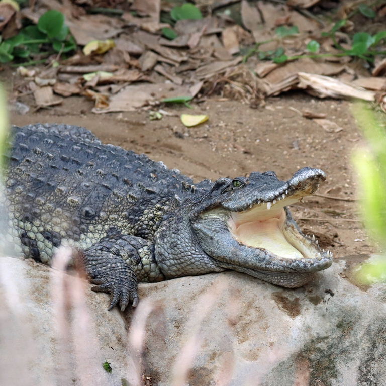 Siamese Crocodile