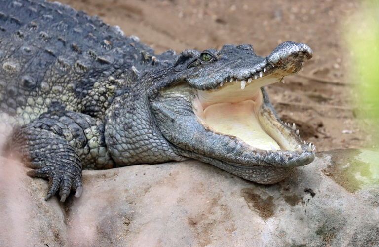 Siamese Crocodile