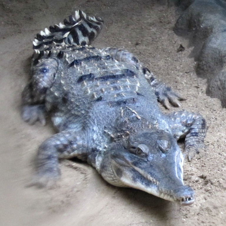 Slender-snouted Crocodile
