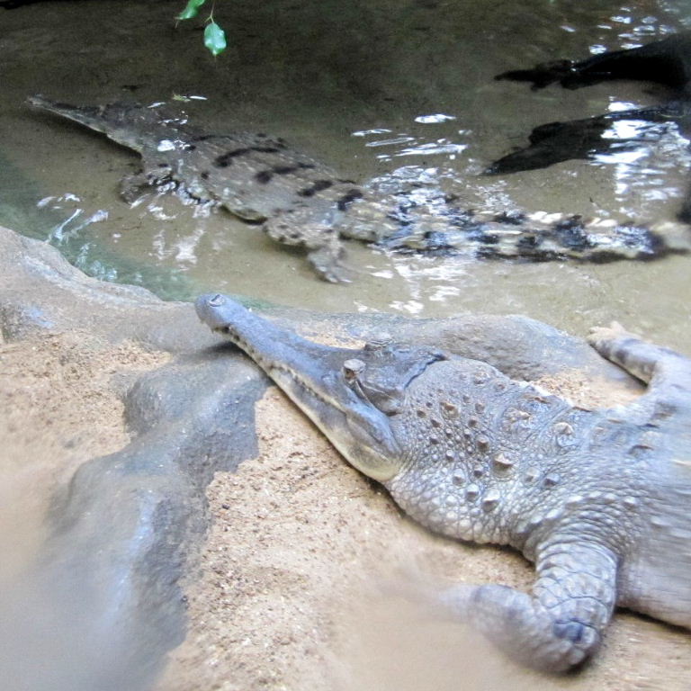 Slender-snouted Crocodile
