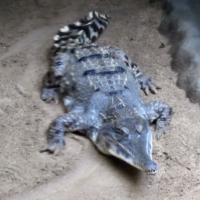 Slender-snouted Crocodile