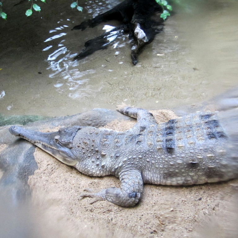 Slender-snouted Crocodile