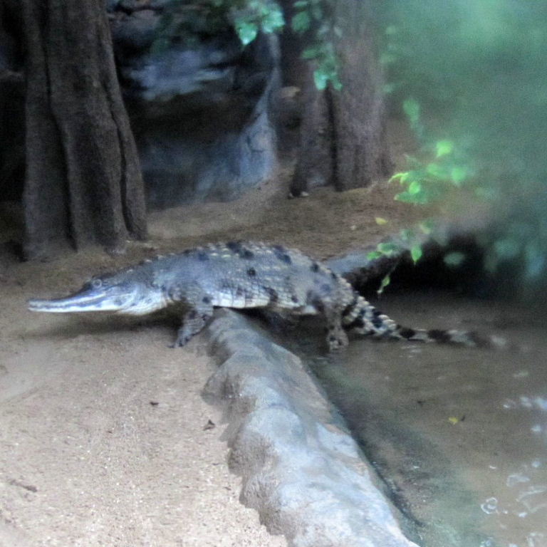 Slender-snouted Crocodile