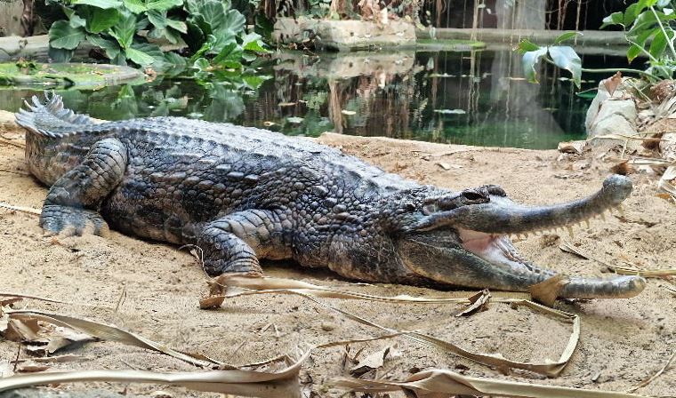 Sunda Gharial