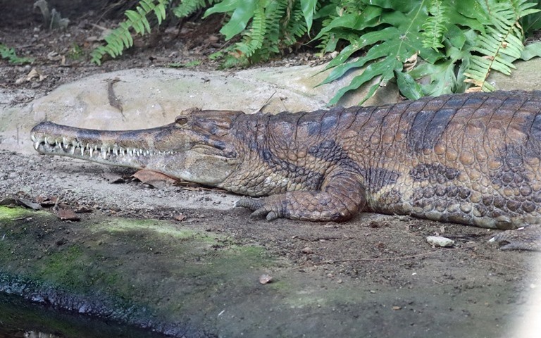 Tomistoma