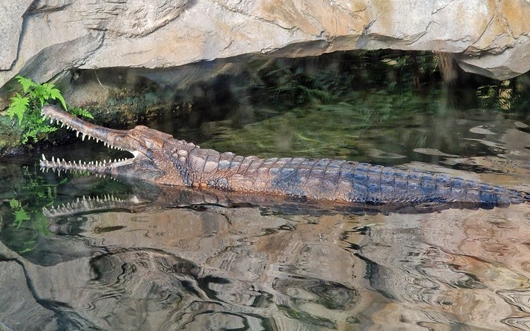 Tomistoma
