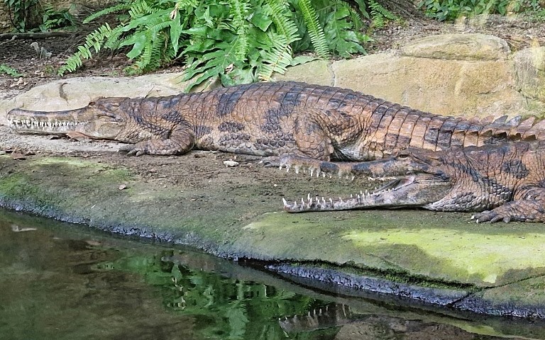 Tomistoma