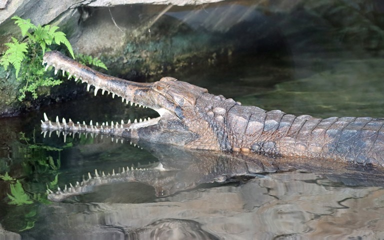 Tomistoma