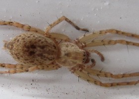 Buzzing spider
