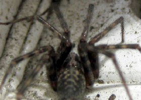 Common House spider