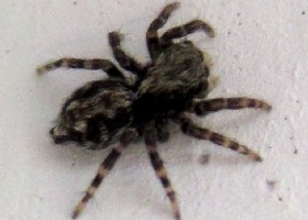 Fleecy Jumping Spider