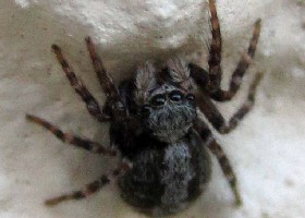 Fleecy Jumping Spider