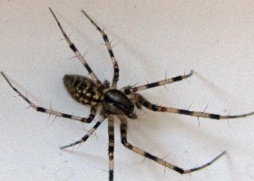 Megalepthyphantes nebulosus spider