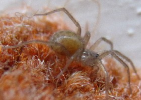 spider