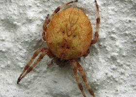 Marbled Orb weaver