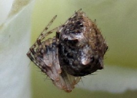 Pirate spider