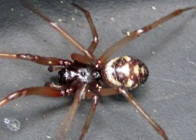 Cupboard Spider False Widow