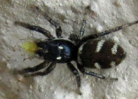 Common Zebra spider
