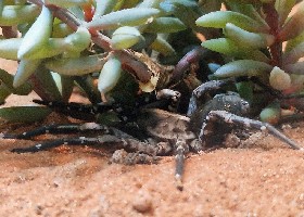 Desertas Giant Wolf Spider