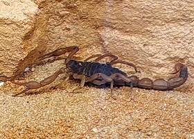 Chinese Golden Scorpion