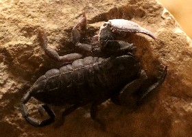 S. African Rock Scorpion