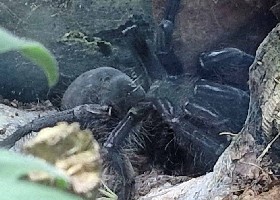 Singapore Blue Tarantula