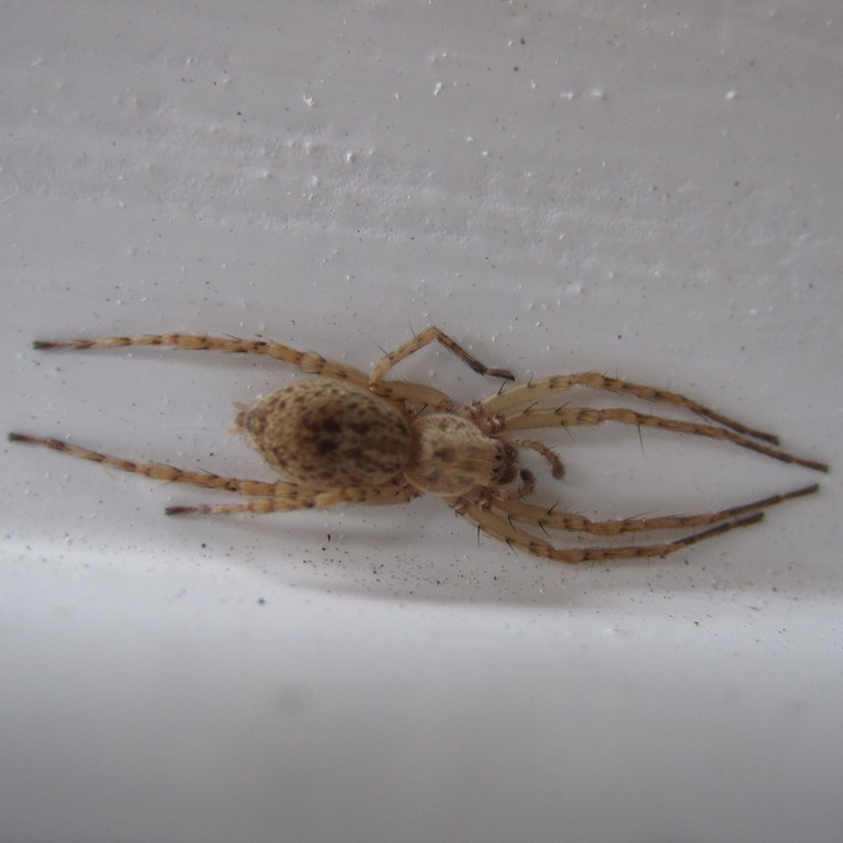 Buzzing Spider