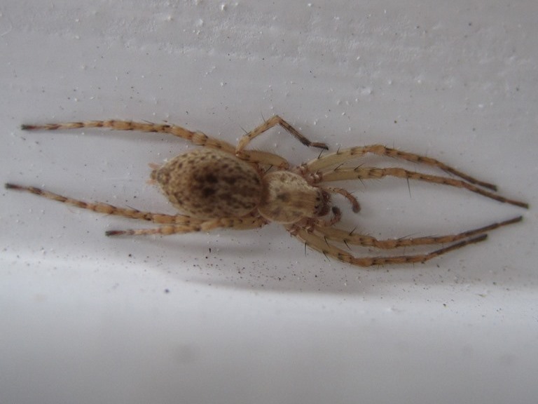 Buzzing Spider