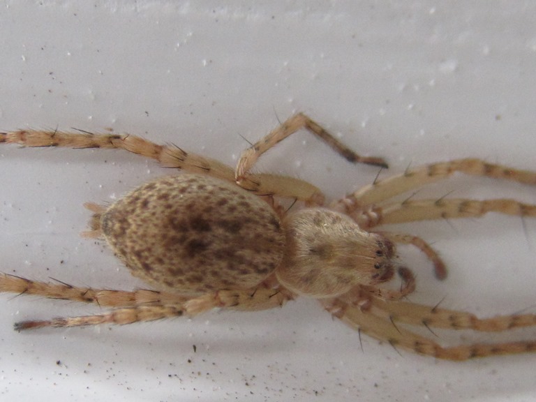 Buzzing Spider