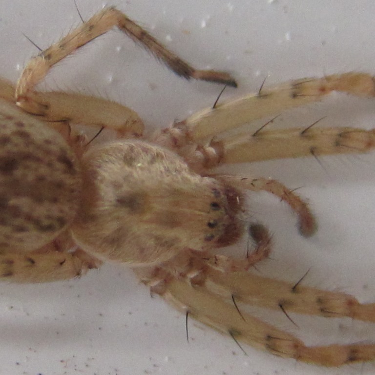 Buzzing Spider
