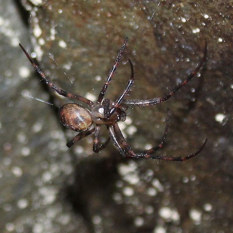 European Cave Spider