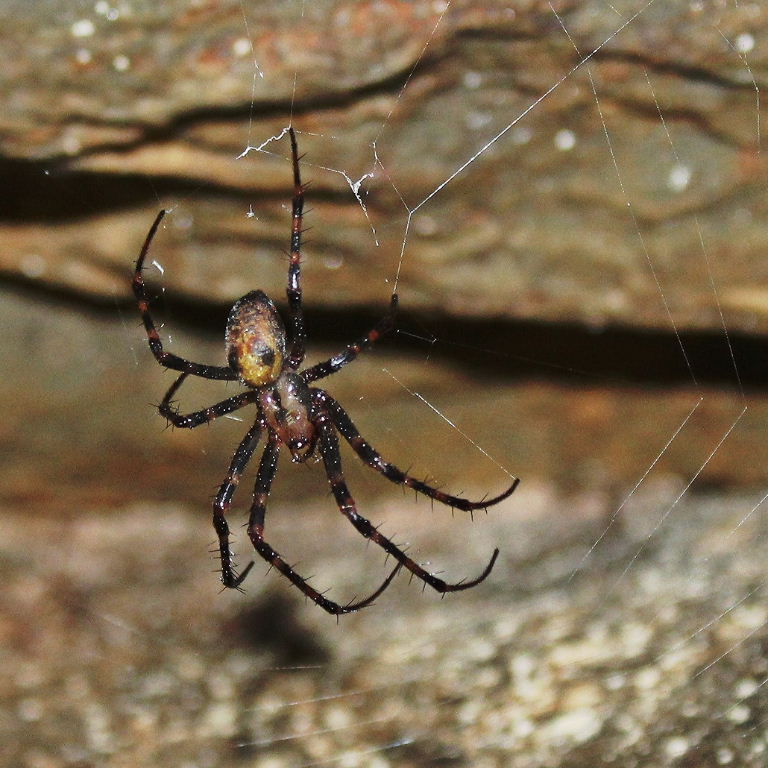 European Cave Spider