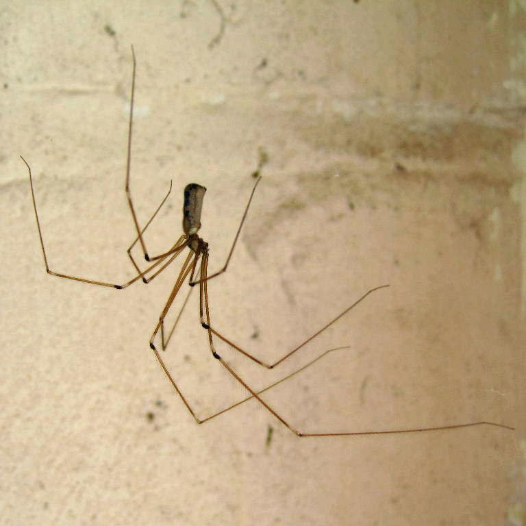 Cellar Spider