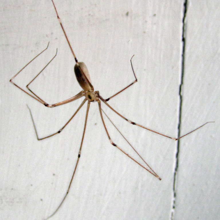 Cellar Spider