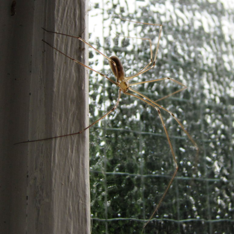Cellar Spider