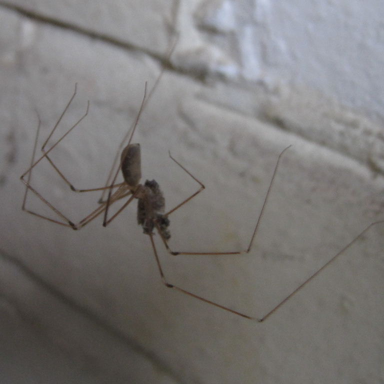 Cellar Spider
