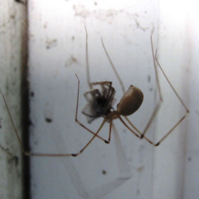 Cellar Spider