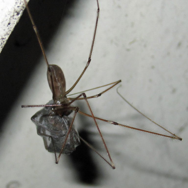 Cellar Spider