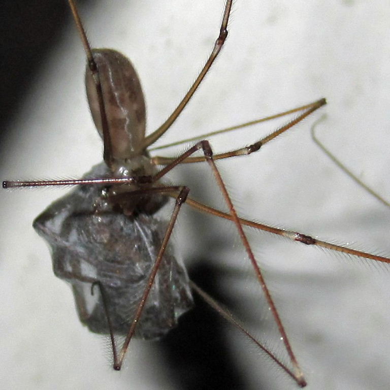 Cellar Spider