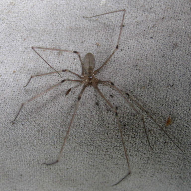 Cellar Spider