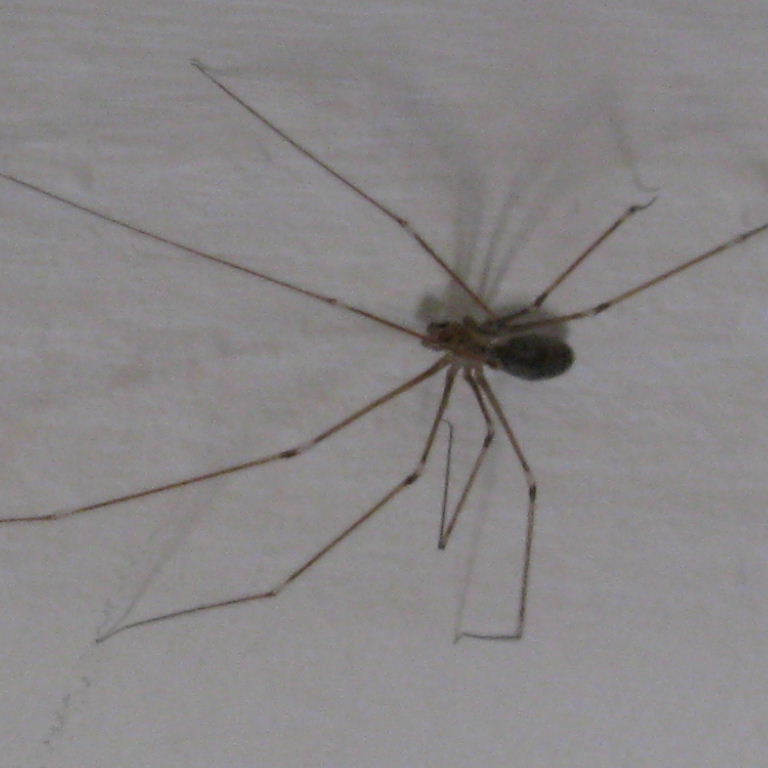 Cellar Spider