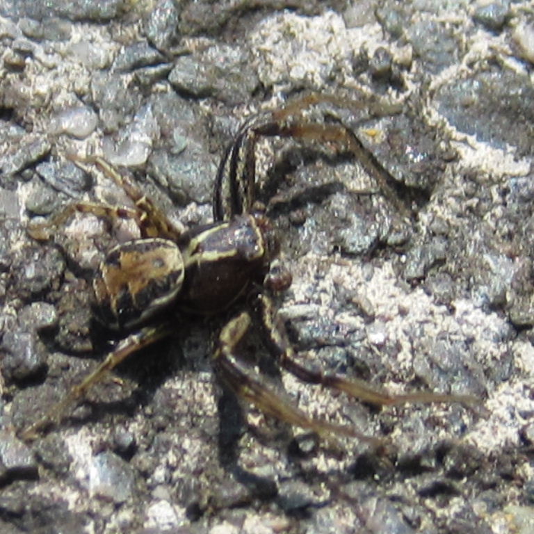 Common Crab Spider