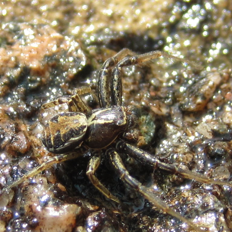 Common Crab Spider